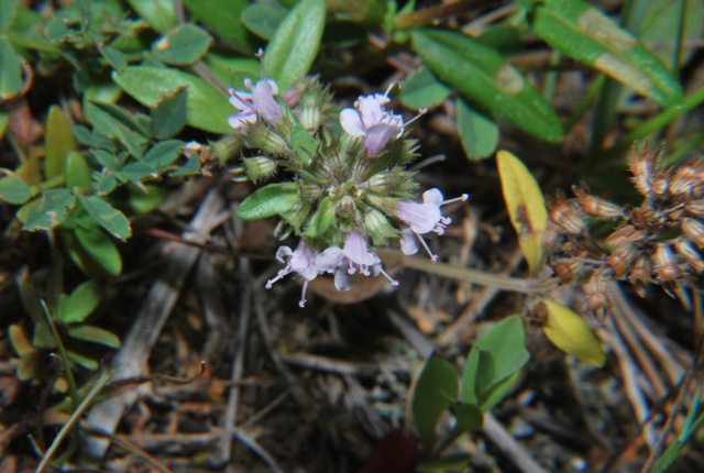 Thymus